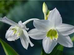 Vẻ đẹp thuần khiết của ngọc trâm, loài hoa xứ từ châu Mỹ