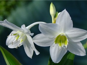 Vẻ đẹp thuần khiết của ngọc trâm, loài hoa xứ từ châu Mỹ