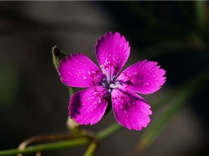 Vẻ đẹp của loài hoa tượng trưng cho tình yêu trong sáng