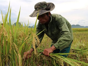 Thay đổi tập quán, sản xuất lúa hữu cơ để nuôi giấc mơ làm giàu