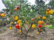 Phát triển cây ăn quả có múi theo hướng an toàn, bền vững