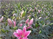 Cách trồng hoa lily thu lãi 1 tỷ đồng/ha