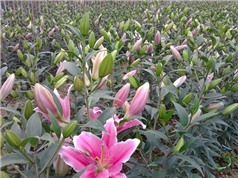 Cách trồng hoa lily thu lãi 1 tỷ đồng/ha