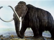 Nguyên nhân khiến voi ma mút đực biến mất hàng nghìn năm trước