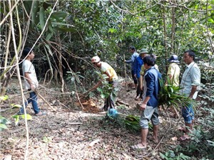 Nghệ An lần đầu tiên trồng sa nhân tím