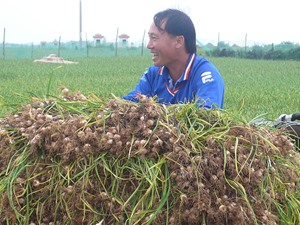 Kỹ thuật canh tác tỏi ở Lý Sơn