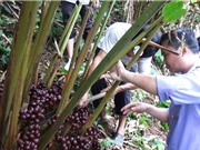 Hà Giang: Tiếp cận công nghệ chăn nuôi, phát triển kinh tế rừng