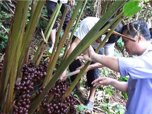 Hà Giang: Tiếp cận công nghệ chăn nuôi, phát triển kinh tế rừng