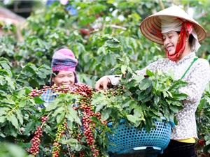 Càphê Sơn La: Giá thấp do chưa có thương hiệu