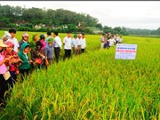 Sử dụng gene HD9 chọn tạo giống lúa ngắn ngày ở Việt Nam