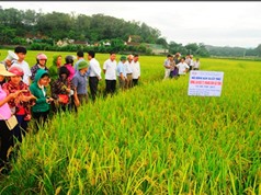 Sử dụng gene HD9 chọn tạo giống lúa ngắn ngày ở Việt Nam