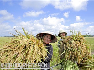 Mong đợi công bố tiêu chuẩn gạo Việt