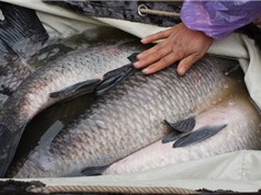 Bắc Giang: Xây dựng mô hình nuôi cá trắm đen và tạo chuỗi giá trị từ cây nghệ