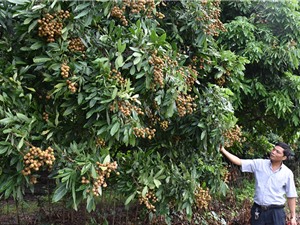 Kỹ thuật "ép" nhãn chín muộn: Trái ngon, giá "ngọt"