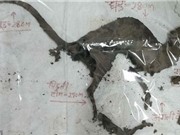 Phát hiện sinh vật bí ẩn giống loài khủng long ăn thịt tại Ấn Độ