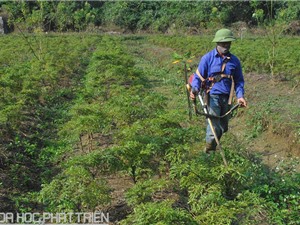 Ninh Bình: Trồng dược liệu quý theo tiêu chuẩn GACP