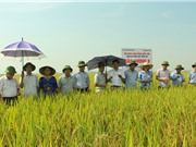 Bắc Giang: Xây dựng mô hình sản xuất lúa gạo chất lượng cao