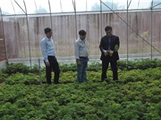 Ninh Bình lần đầu trồng cây thuốc  đinh lăng theo tiêu chuẩn GACP 