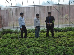 Ninh Bình lần đầu trồng cây thuốc  đinh lăng theo tiêu chuẩn GACP 