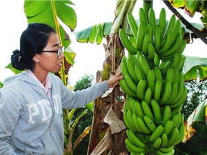 Cà Mau: Xây dựng mô hình trồng chuối già Philippines để xuất khẩu 