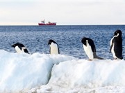 Phát hiện mới về sự tồn tại của chim cánh cụt ở Nam Cực