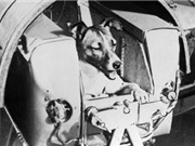 Chuyện về chú chó đầu tiên bay vào không gian