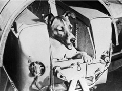 Chuyện về chú chó đầu tiên bay vào không gian