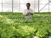Nghiệm thu mô hình sản xuất rau an toàn tại thị xã Quảng Trị