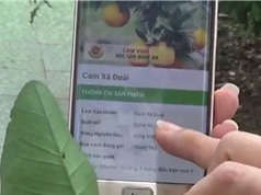 Nghệ An: Chính thức dãn nhãn tem truy xuất điện tử cho cam vinh