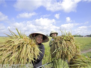 Chương trình Nông thôn – Miền núi: Những con số đo đếm hiệu quả khoa học và công nghệ