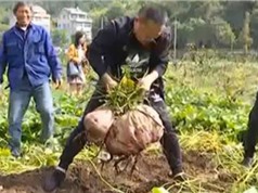 Nông dân Trung Quốc thu hoạch củ khoai lang 41 kg