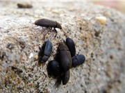 Đồng Nai: Sản xuất thành công chế phẩm sinh học an toàn phòng trừ bọ đậu đen