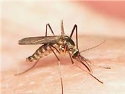 Những phát hiện thú vị về loài muỗi