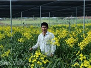 Giảng viên về vườn "nghịch đất" trồng lan Vũ nữ, lãi 50 triệu/tháng