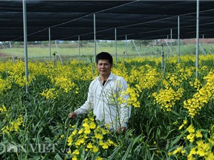 Giảng viên về vườn "nghịch đất" trồng lan Vũ nữ, lãi 50 triệu/tháng