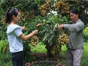 Đầu tư làm nông thôn mới, Sông Mã có nhiều tỷ phú