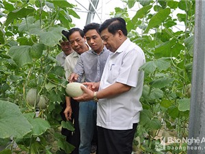 Nghệ An phấn đấu nông nghiệp công nghệ cao chiếm 20% giá trị sản xuất