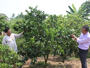 Thấy mô hình chuyển giao công nghệ hiệu quả, dân mách nhau học cách làm 