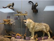 Bảo tàng sinh vật trong trường đại học Trung Quốc
