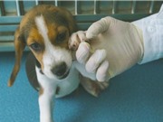 Công ty Trung Quốc nhân bản chó chỉnh sửa gene để nghiên cứu bệnh