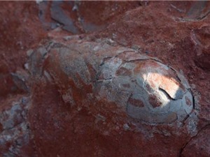Phát hiện ổ 20 trứng khủng long 130 triệu năm nguyên vẹn ở Trung Quốc