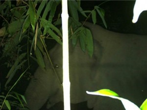 Phát hiện đàn voi rừng trong Vườn quốc gia Vũ Quang