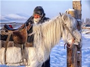 Khám phá nơi lạnh giá nhất thế giới âm 60 độ C với loài ngựa lùn siêu khỏe