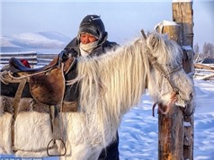 Khám phá nơi lạnh giá nhất thế giới âm 60 độ C với loài ngựa lùn siêu khỏe