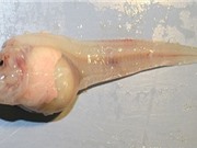 Cơ thể đặc biệt của loài cá sống ở độ sâu 8.178 mét