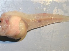 Cơ thể đặc biệt của loài cá sống ở độ sâu 8.178 mét