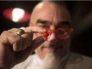 Israel sắp ra mắt loại cà chua nhỏ nhất thế giới