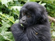 Loài khỉ đột núi ở Rwanda đứng trên bờ vực tuyệt chủng
