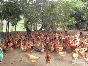 Nghệ An: Xây dựng thương hiệu gà thả đồi Yên Thành