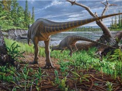 Phát hiện loài khủng long nhỏ bằng gà tây ở Australia